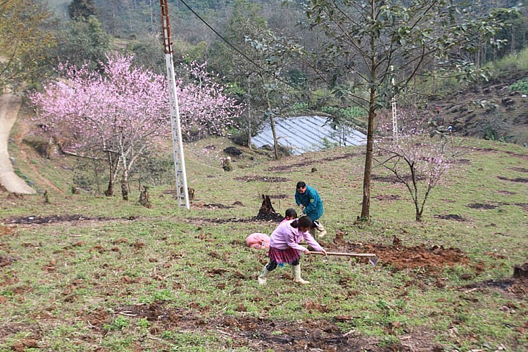 Lào Cai: Vùng cao Bắc Hà vào mùa trồng cấy Lào Cai: Vùng cao Bắc Hà vào mùa trồng cấy