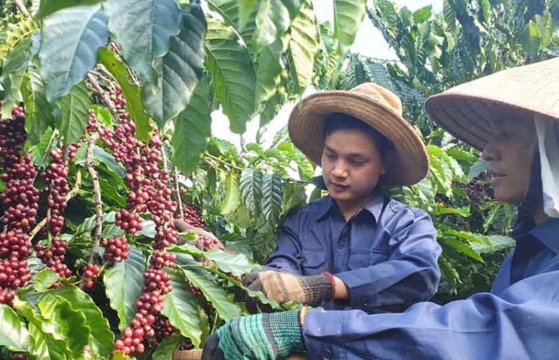 Xuất khẩu nông sản vào thị trường Hà Lan tăng cao Xuất khẩu nông sản vào thị trường Hà Lan tăng cao