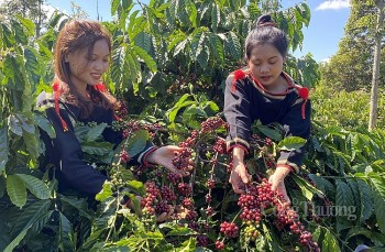 Giá cà phê hôm nay, 15/4: Giá cà phê trong nước tiếp tục tăng, vượt mốc 51.000 đồng/kg