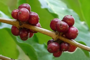 Giá cà phê hôm nay, 19/4: Giá cà phê trong nước cao nhất 50.800 đồng/kg