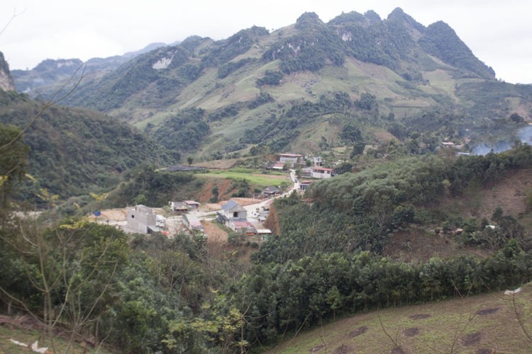 Cây quế khẳng định là cây chủ lực giảm nghèo, góp sức xây dựng nông thôn mới vùng cao Cốc Ly ngày một khởi sắc, trù phú.