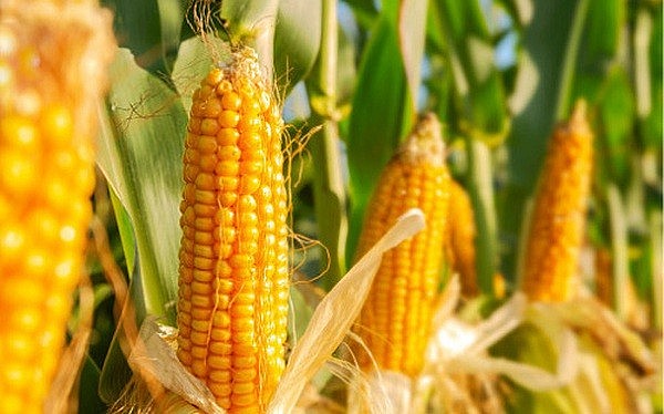 Thị trường hàng hoá hôm nay 22/4 và nhìn lại tuần qua: Giá dầu thô giảm mạnh, giá đường bật tăng