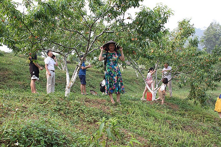 Mùa hạ về, Đào Pháp chin đỏ đồi, hút khách du lịch đến với Trại rau quả huyện và các vườn đồi gia đình người Mông, Tày, Nùng… xã Tả Chải, Na Hối, Bản Phố, thị trấn… trải nghiệm hái đào, chech in Mùa hạ về, Đào Pháp chin đỏ đồi, hút khách du lịch đến với Trại rau quả huyện và các vườn đồi gia đình người Mông, Tày, Nùng… xã Tả Chải, Na Hối, Bản Phố, thị trấn… trải nghiệm hái đào, chech in