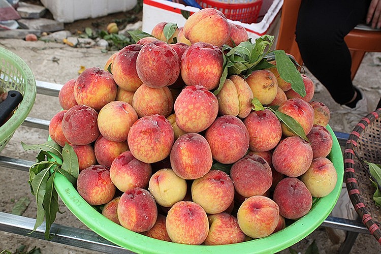 Mùa xuân hoa hồng, mùa hạ trái đào chín đỏ, tạo bức tranh phong cảnh tươi đẹp, nên thơ, hút khách du lịch, nhất là giới trẻ tới thăm quan, ngắm hoa và check in, chụp lại những khoảnh khắc bức ảnh đẹp nhất miền cao nguyên trắng Bắc Hà thơ mộng. Mùa xuân hoa hồng, mùa hạ trái đào chín đỏ, tạo bức tranh phong cảnh tươi đẹp, nên thơ, hút khách du lịch, nhất là giới trẻ tới thăm quan, ngắm hoa và check in, chụp lại những khoảnh khắc bức ảnh đẹp nhất miền cao nguyên trắng Bắc Hà thơ mộng.