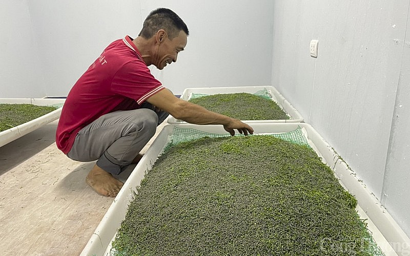 Giá kén, tằm thương phẩm tăng cao, nông dân lãi lớn Giá kén, tằm thương phẩm tăng cao, nông dân lãi lớn