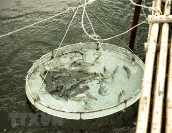 Phát triển bền vững nghề nuôi tôm tại Đồng bằng sông Cửu Long