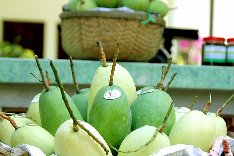 Xuất khẩu xoài của Việt Nam mới chỉ chiếm hơn 1% tổng xuất khẩu xoài thế giới  Xuất khẩu xoài của Việt Nam mới chỉ chiếm hơn 1% tổng xuất khẩu xoài thế giới