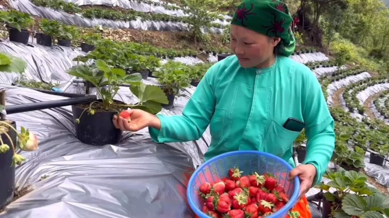 Hà Giang: Phát huy vai trò người có uy tín trong phát triển kinh tế, bảo vệ vùng biên Hà Giang: Phát huy vai trò người có uy tín trong phát triển kinh tế, bảo vệ vùng biên