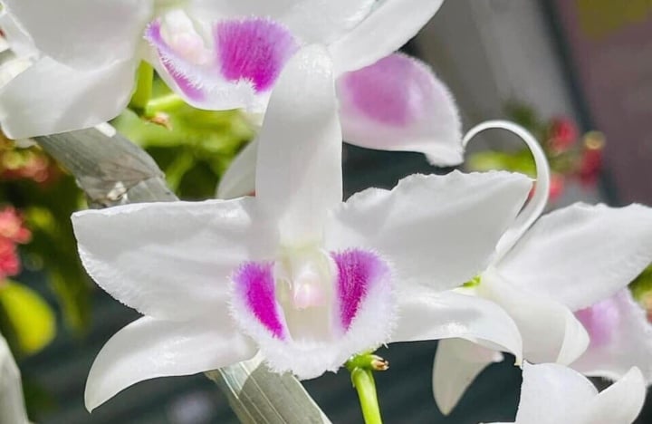 'Bong bóng' vỡ, lan đột biến tiền tỷ giờ rao bán chỉ vài trăm nghìn đồng/chậu - 2