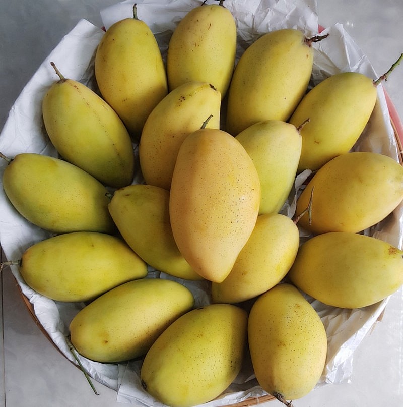 Xoài cát Hòa Lộc thất mùa, rớt giá, nhà vườn thất thu Xoài cát Hòa Lộc thất mùa, rớt giá, nhà vườn thất thu