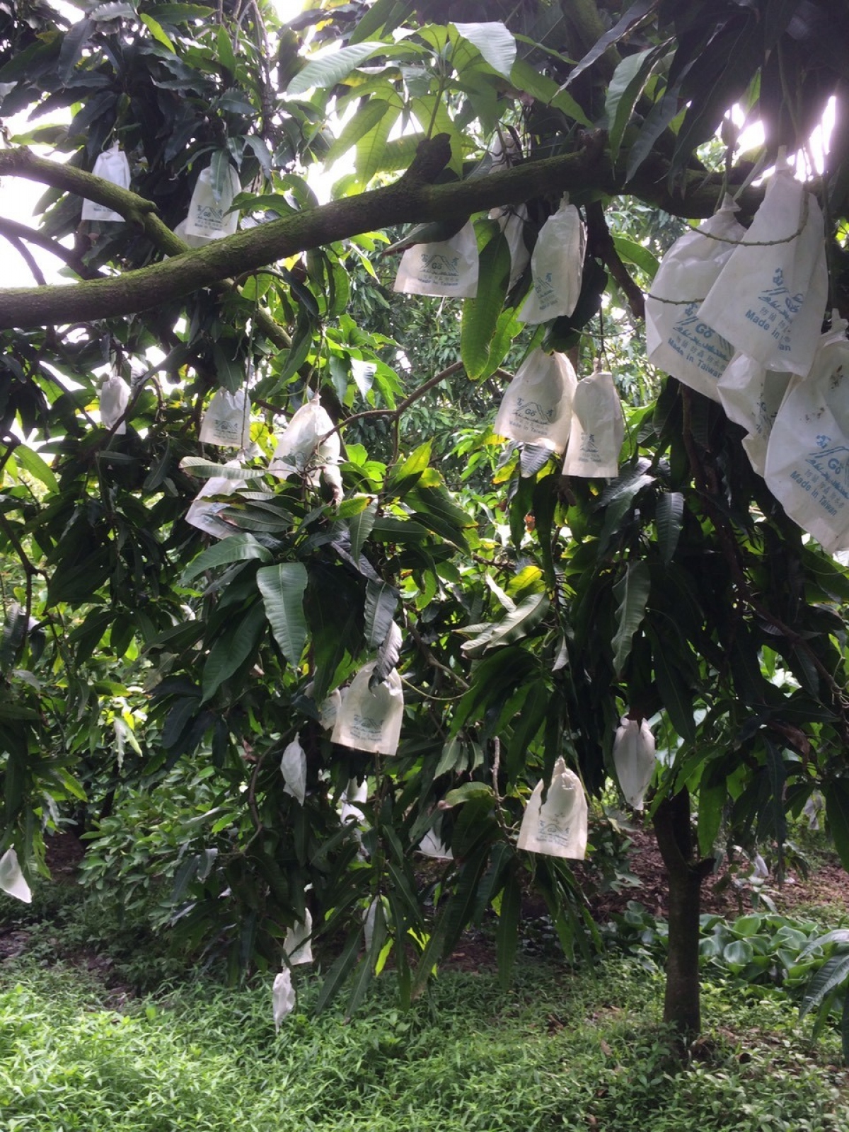 xoài cát hòa lộc thất mùa, rớt giá, nhà vườn thất thu hình ảnh 1 xoai cat hoa loc that mua, rot gia, nha vuon that thu hinh anh 1