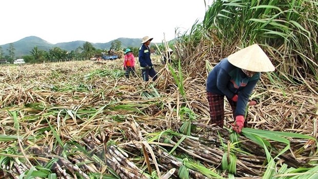 Doanh nghiệp sản xuất mía đường hưởng lợi nhờ giá tăng cao hình ảnh 2 Doanh nghiep san xuat mia duong huong loi nho gia tang cao hinh anh 2