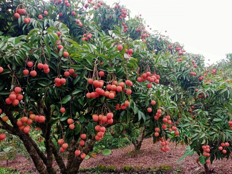 Bài 1: Chất lượng - “thước đo” của tiêu thụ Bài 1: Chất lượng - “thước đo” của tiêu thụ