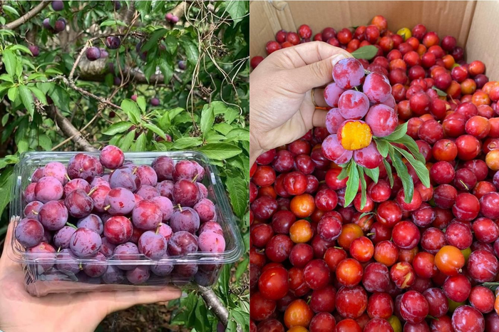 “Mận cherry” được người bán chia theo từng hộp, bán theo set “Mận cherry” được người bán chia theo từng hộp, bán theo set
