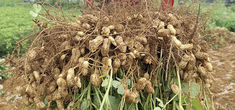 Lạc ở Nghệ An năng suất cao, bán được giá nên bà con có lãi lớn. Lạc ở Nghệ An năng suất cao, bán được giá nên bà con có lãi lớn.