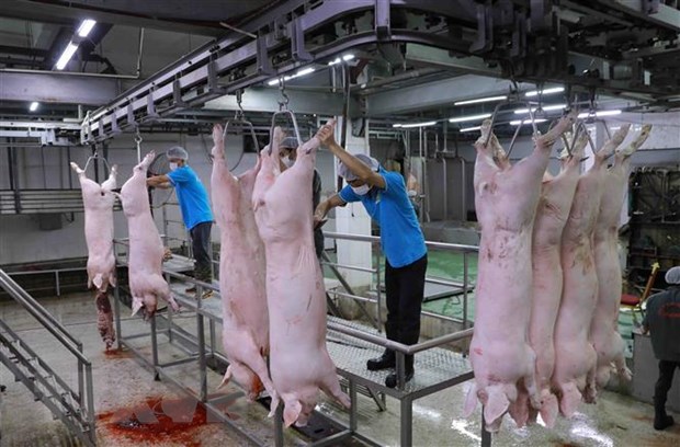Nhiều doanh nghiệp chăn nuôi lỗ kỷ lục do chi phí đầu vào tăng hình ảnh 2 Nhieu doanh nghiep chan nuoi lo ky luc do chi phi dau vao tang hinh anh 2