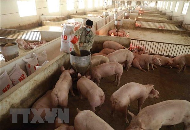 Nhiều doanh nghiệp chăn nuôi lỗ kỷ lục do chi phí đầu vào tăng hình ảnh 3 Nhieu doanh nghiep chan nuoi lo ky luc do chi phi dau vao tang hinh anh 3