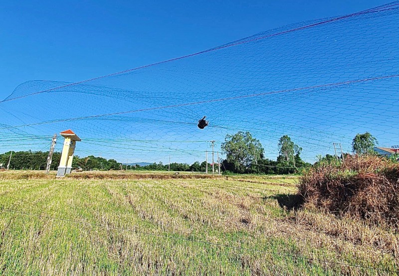 Quảng Nam: Cần ngăn chặn nạn săn bắt chim yến trái phép Quảng Nam: Cần ngăn chặn nạn săn bắt chim yến trái phép