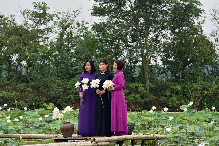 Thưởng lãm hoa sen trắng đầu mùa với dịch vụ “mềm”