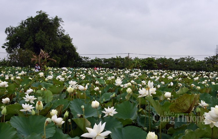 Thưởng lãm hoa sen trắng đầu mùa với dịch vụ “mềm”