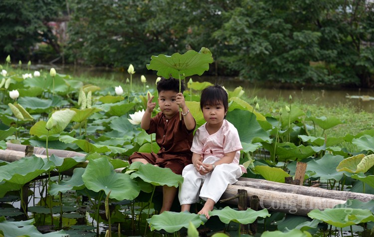 Thưởng lãm hoa sen trắng đầu mùa với dịch vụ “mềm”