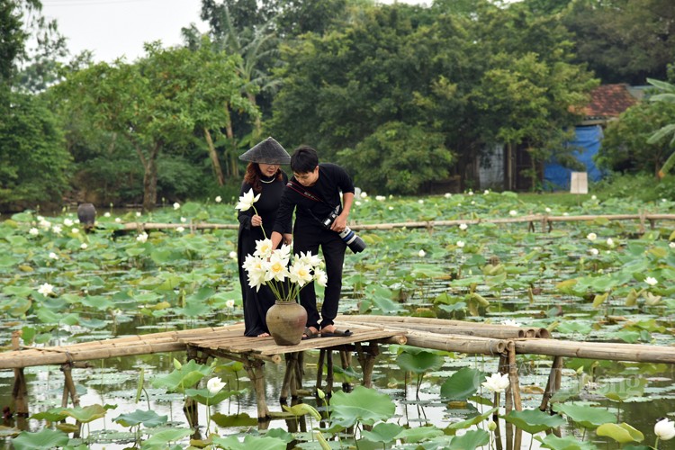 Thưởng lãm hoa sen trắng đầu mùa với dịch vụ “mềm”