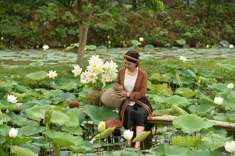 Thưởng lãm hoa sen trắng đầu mùa với dịch vụ “mềm”
