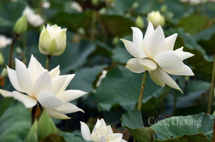 Thưởng lãm hoa sen trắng đầu mùa với dịch vụ “mềm”