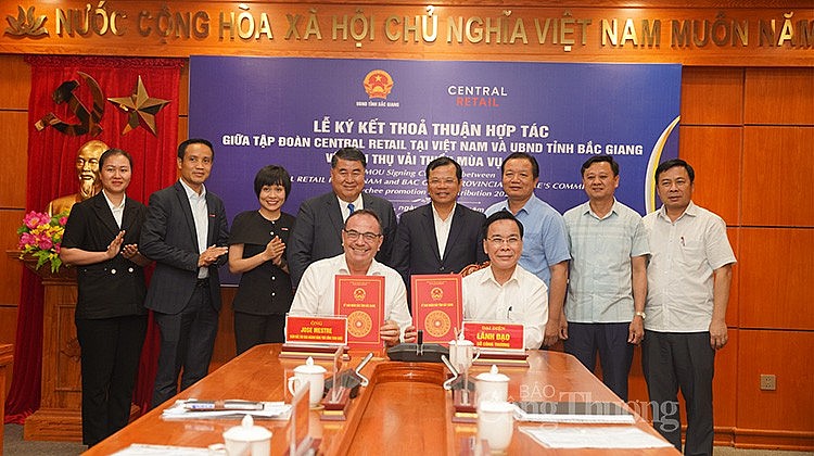 Vụ mùa 2023, Central Retail dự kiến sẽ tiêu thụ 300 tấn vải thiều Lục Ngạn