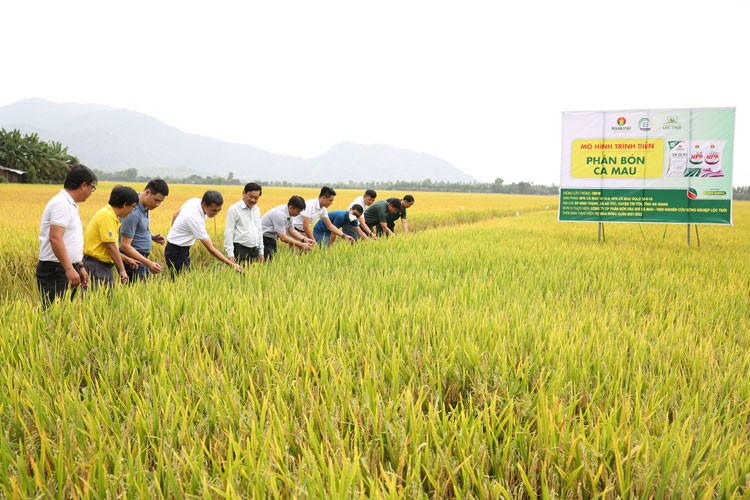 Phân bón công nghệ nâng hiệu quả mùa lúa An Giang Phân bón công nghệ nâng hiệu quả mùa lúa An Giang