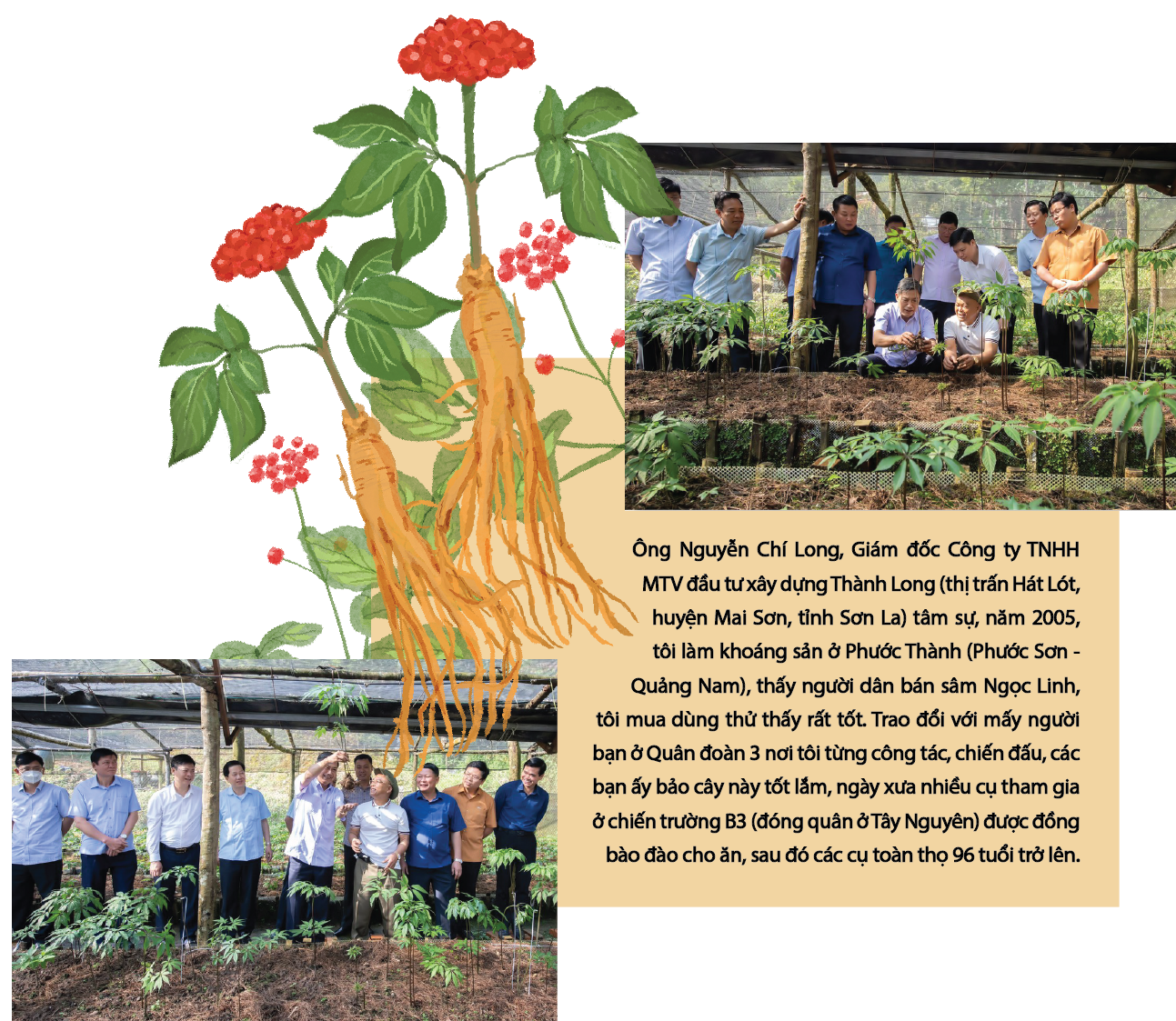 Longform | “Quốc bảo” sâm Ngọc Linh trên đất Sơn La