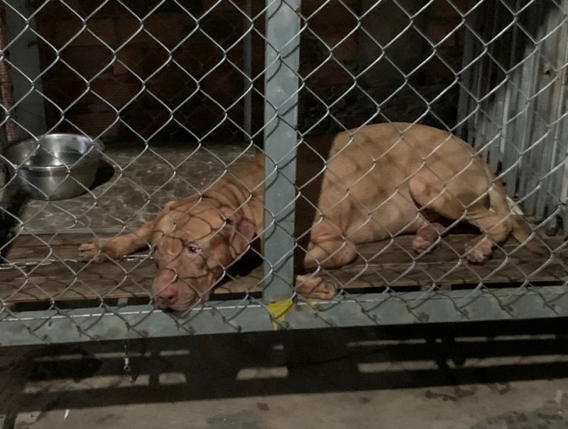 Vì sao việc chó Pitbull tấn công người vẫn liên tiếp xảy ra? Vì sao việc chó Pitbull tấn công người vẫn liên tiếp xảy ra?