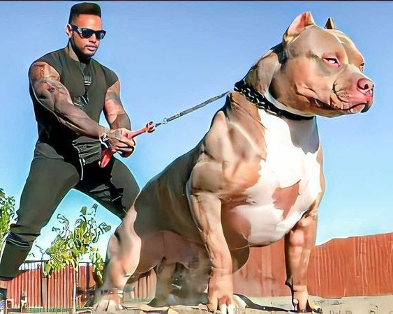Vì sao việc chó Pitbull tấn công người vẫn liên tiếp xảy ra? Vì sao việc chó Pitbull tấn công người vẫn liên tiếp xảy ra?