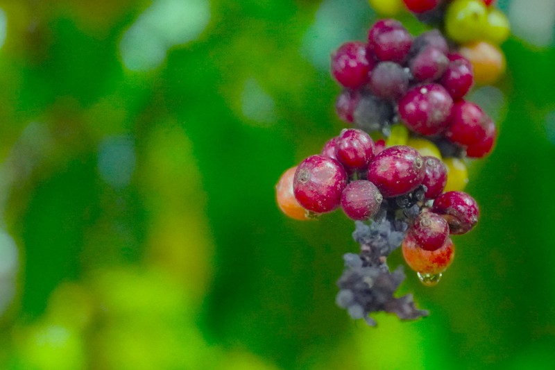 Giá cà phê hôm nay, 19/5: Giá cà phê trong nước chạm mốc 58.100 đồng/kg Giá cà phê hôm nay, 19/5: Giá cà phê trong nước chạm mốc 58.100 đồng/kg