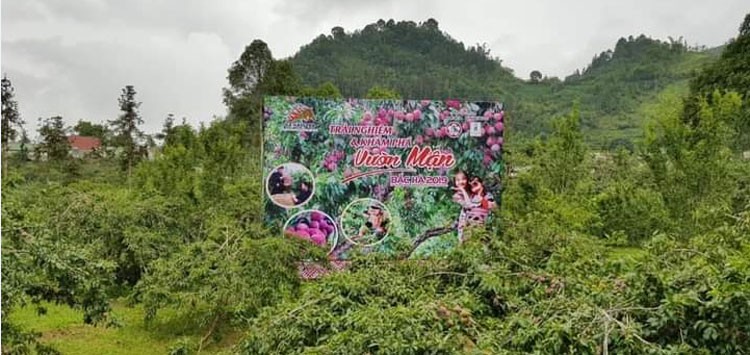 Lào Cai: Mận tam hoa Bắc Hà vào mùa thu hoạch chính vụ được mùa, giá cao ổn định Lào Cai: Mận tam hoa Bắc Hà vào mùa thu hoạch chính vụ được mùa, giá cao ổn định