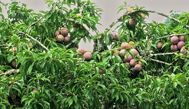 Lào Cai: Mận tam hoa Bắc Hà vào mùa thu hoạch chính vụ được mùa, giá cao ổn định Lào Cai: Mận tam hoa Bắc Hà vào mùa thu hoạch chính vụ được mùa, giá cao ổn định