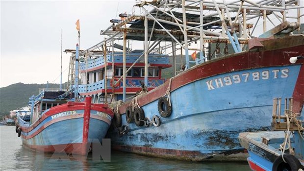 Doanh nghiệp và ngư dân nâng cao ý thức, quyết tâm gỡ thẻ vàng IUU hình ảnh 4 Doanh nghiep va ngu dan nang cao y thuc, quyet tam go the vang IUU hinh anh 4