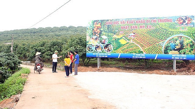 Vùng sản xuất vải thiều xuất khẩu tại xã Phúc Hòa (huyện Tân Yên) Vùng sản xuất vải thiều xuất khẩu tại xã Phúc Hòa (huyện Tân Yên)