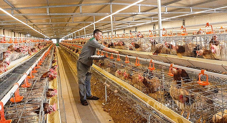 Việt Nam đứng thứ 10 thế giới về đầu con với đàn gà (ảnh Nguyễn Hạnh) Việt Nam đứng thứ 10 thế giới về đầu con với đàn gà (ảnh Nguyễn Hạnh)