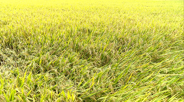 Giá lúa gạo hôm nay 23/5: Giá gạo ổn định, thị trường khá trầm lắng Giá lúa gạo hôm nay 23/5: Giá gạo ổn định, thị trường khá trầm lắng