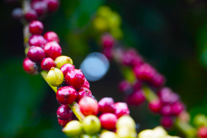 Giá cà phê hôm nay, ngày 24/5: Giá cà phê trong nước cán mốc 61.300 đồng/kg Giá cà phê hôm nay, ngày 24/5: Giá cà phê trong nước cán mốc 61.300 đồng/kg