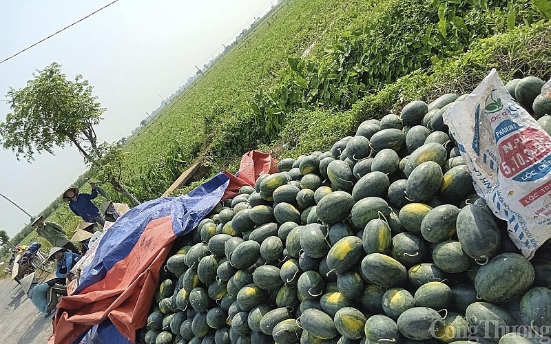 Dưa được thương lái thu mua với giá khá cao, từ 6.000-8.000 đồng/kg. Dưa được thương lái thu mua với giá khá cao, từ 6.000-8.000 đồng/kg.