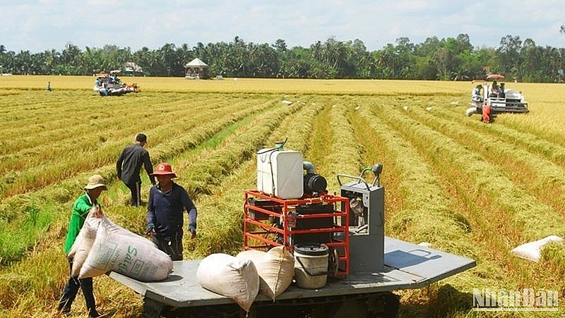 Thu hoạch lúa đông xuân tại xã Phú Nhuận, huyện Cai Lậy, Tiền Giang. Thu hoạch lúa đông xuân tại xã Phú Nhuận, huyện Cai Lậy, Tiền Giang.