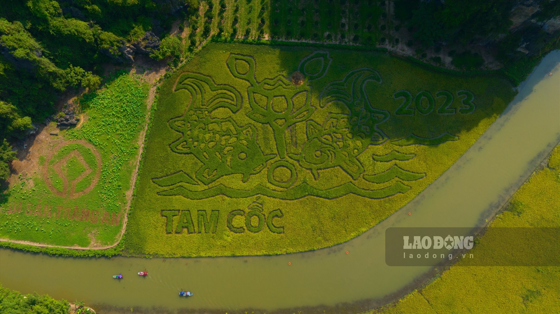 Bức tranh “lý ngư vọng nguyệt” bằng lúa có diện tích gần 10.000m2 được người dân tạo dựng trên cánh đồng lúa vàng Tam Cốc. Đây là biểu tượng vạn sự viên mãn, thủy khí dồi dào trợ lực cho sự phát triển du lịch xanh ở vùng đất Cố đô Hoa Lư ngàn năm văn hiến. Ảnh: Diệu Anh