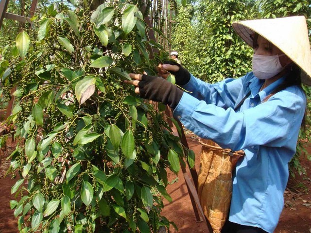 Giá tiêu hôm nay 28/5: Giảm giá nhẹ tại Đông Nam Bộ Giá tiêu hôm nay 28/5: Giảm giá nhẹ tại Đông Nam Bộ