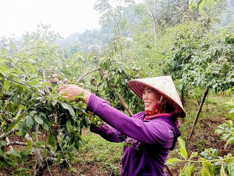 Bắc Hà đã vào chính vụ thu hoạch mận tam hút khách du lịch trải nghiệm Bắc Hà đã vào chính vụ thu hoạch mận tam hút khách du lịch trải nghiệm