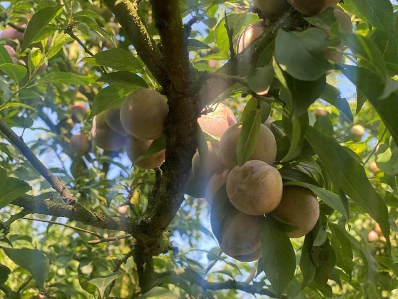 Đi đâu chơi khi đến Mộc Châu chỉ 1 ngày?