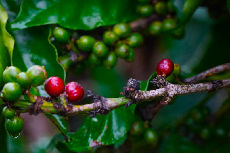 Giá cà phê kỳ hạn tại hai sàn trở lại xu hướng trái chiều. Giá cà phê kỳ hạn tại hai sàn trở lại xu hướng trái chiều.