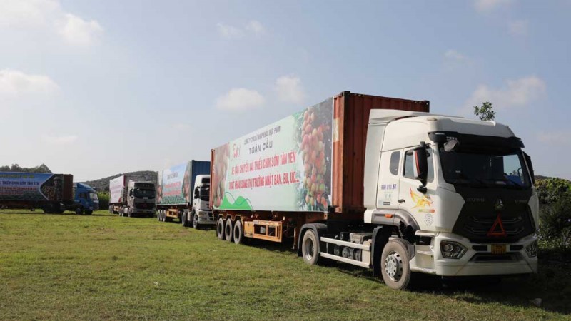 Tân Yên (Bắc Giang) đưa vải thiều chín sớm ra thị trường Tân Yên (Bắc Giang) đưa vải thiều chín sớm ra thị trường