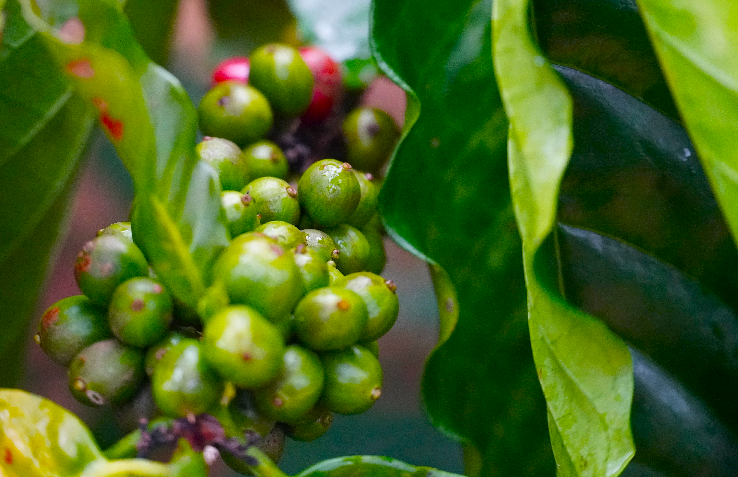 Giá cà phê hôm nay, ngày 2/6: Giá cà phê trong nước giảm 100 đồng/kg Giá cà phê hôm nay, ngày 2/6: Giá cà phê trong nước giảm 100 đồng/kg